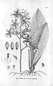 Oncidium lanceanum . Flora Brasiliensis 3-6-84