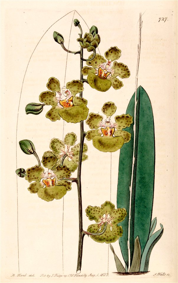 Oncidium luridum - Bot. Reg. 9 pl. 727 (1823)