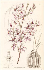 Oncidium incurvum-Edwards vol 31 pl 64 (1845). Free illustration for personal and commercial use.