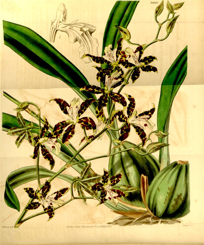 Oncidium maculatum (as Cyrtochilum maculatum) - Curtis' 68 (N.S. 15) pl. 3880 (1842)