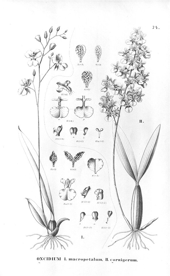 Oncidium macropetalum - Oncidium cornigerum-Fl.Br.3-6-74. Free illustration for personal and commercial use.