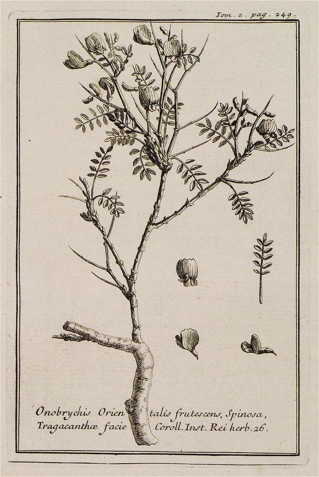 Onobrychis Orientalis frutescens, Spinosa, Tragacanthae facie Coroll Inst Rei herb 26 - Tournefort Joseph Pitton De - 1717