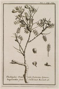 Onobrychis Orientalis frutescens, Spinosa, Tragacanthae facie Coroll Inst Rei herb 26 - Tournefort Joseph Pitton De - 1717