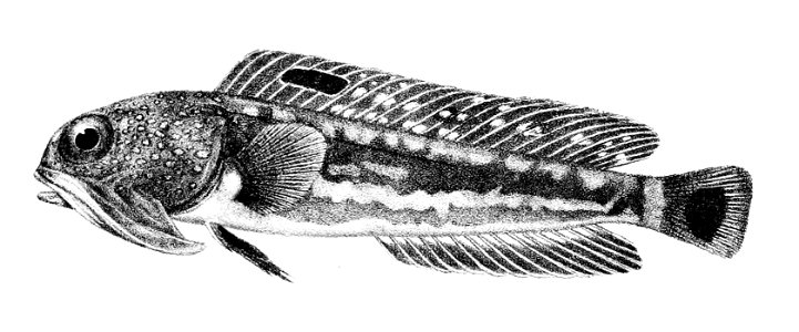Opisthognathus nigromarginatus Ford 57