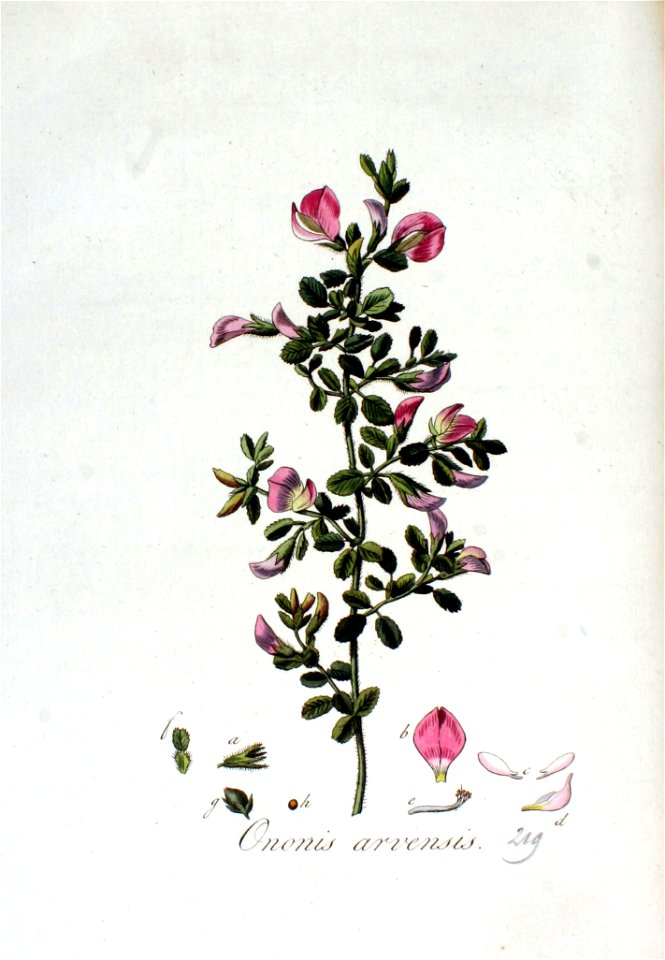 Ononis arvensis — Flora Batava — Volume v3