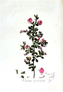 Ononis arvensis — Flora Batava — Volume v3
