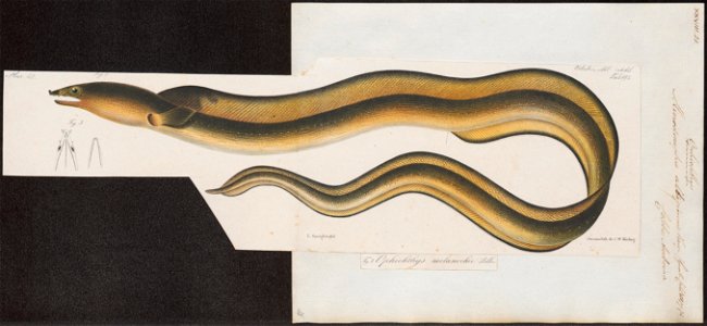 Ophichthys altipinnis - 1864 - Print - Iconographia Zoologica - Special Collections University of Amsterdam - UBA01 IZ15200081