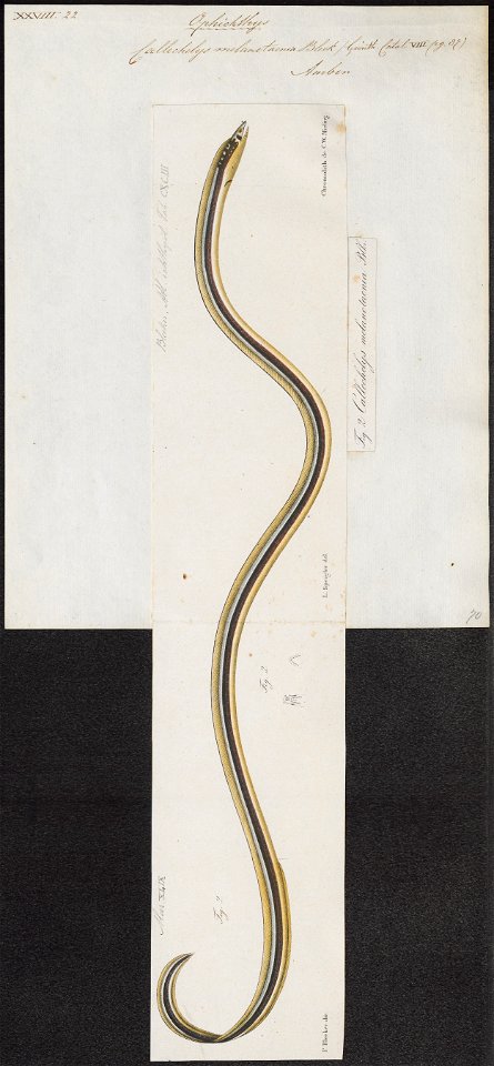 Ophichthys melanotaenia - 1864 - Print - Iconographia Zoologica - Special Collections University of Amsterdam - UBA01 IZ15200129
