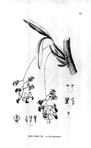 Oncidium brunleesianum as syn. Oncidium echinatum-Fl.Br.3-6-69