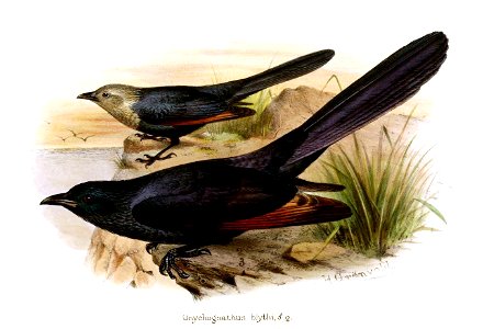 Onychognathus blythii Gronvold