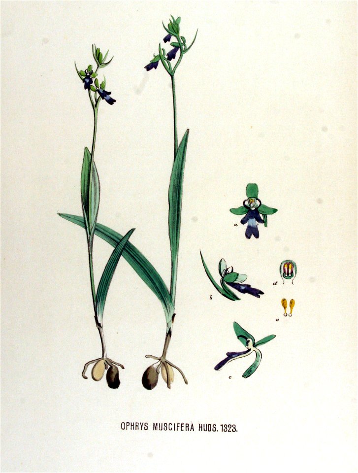 Ophrys muscifera — Flora Batava — Volume v17