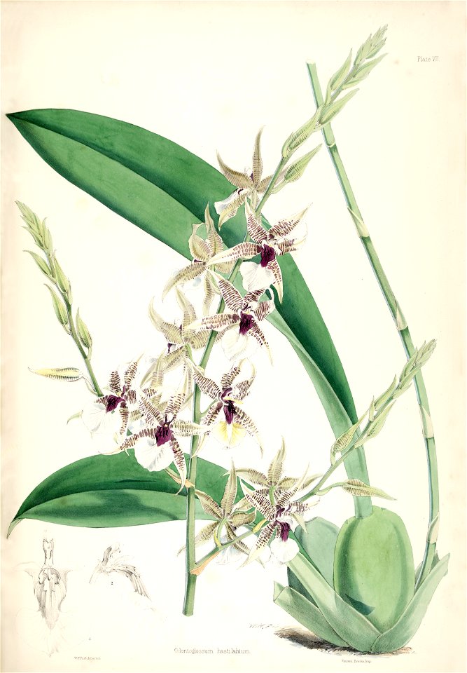 Oncidium hastilabium (as Odontoglossum hastilabium) - pl. 7 - Bateman, Monogr.Odont