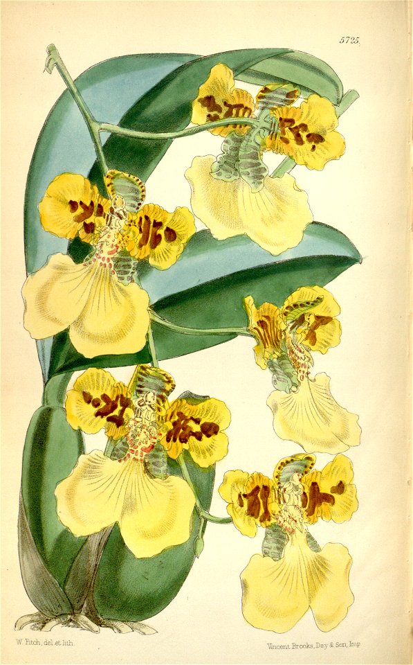 Oncidium marshallianum