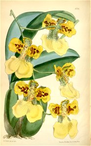 Oncidium marshallianum. Free illustration for personal and commercial use.