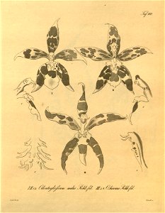Oncidium × mulus (as Odontoglossum mulus) - Oncidium × hinnus (as Odontoglossum hinnus) -Xenia 2 pl 160. Free illustration for personal and commercial use.
