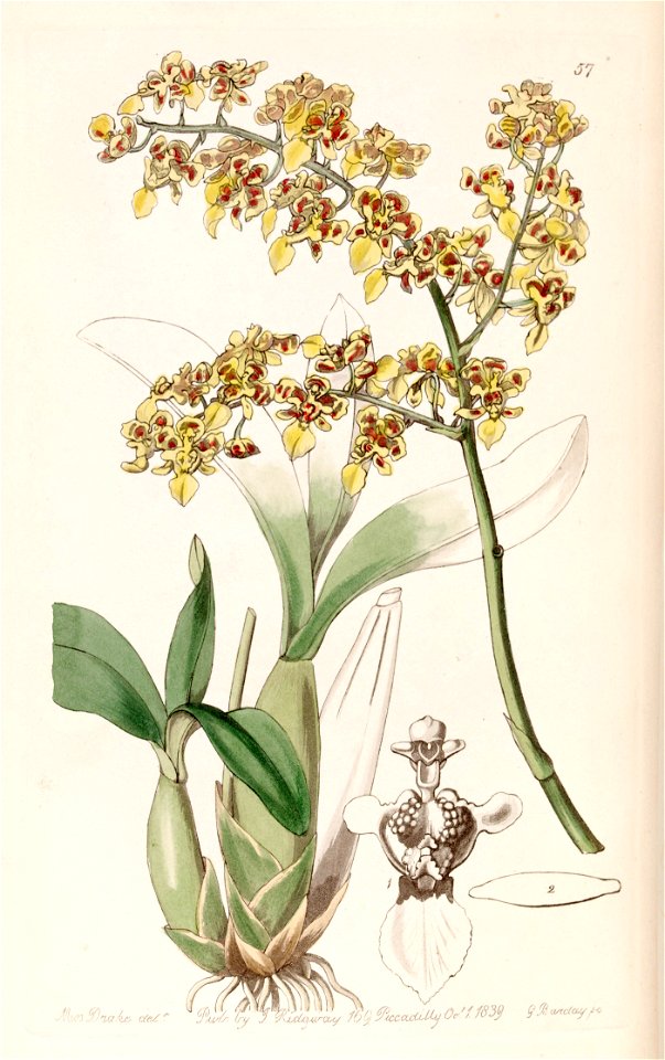 Oncidium venustum (as Oncidium trulliferum) - Edwards vol 25 (NS 2) pl 57 (1839)