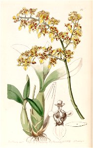 Oncidium venustum (as Oncidium trulliferum) - Edwards vol 25 (NS 2) pl 57 (1839). Free illustration for personal and commercial use.