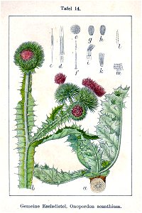 Onopordum acanthium Sturm14