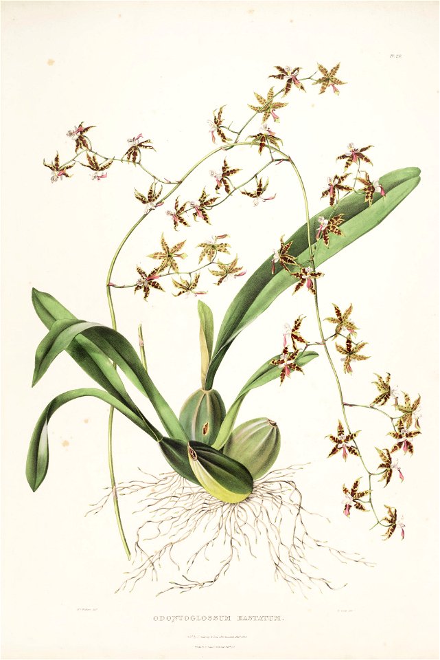 Oncidium hastatum (as Odontoglossum hastatum) - Bateman Orch. Mex. Guat. pl. 20 (1842)
