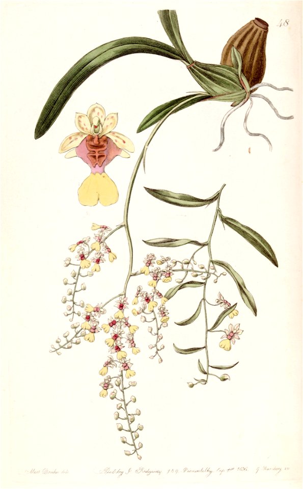 Oncidium raniferum - Edwards vol 24 (NS 1) pl 48 (1838)