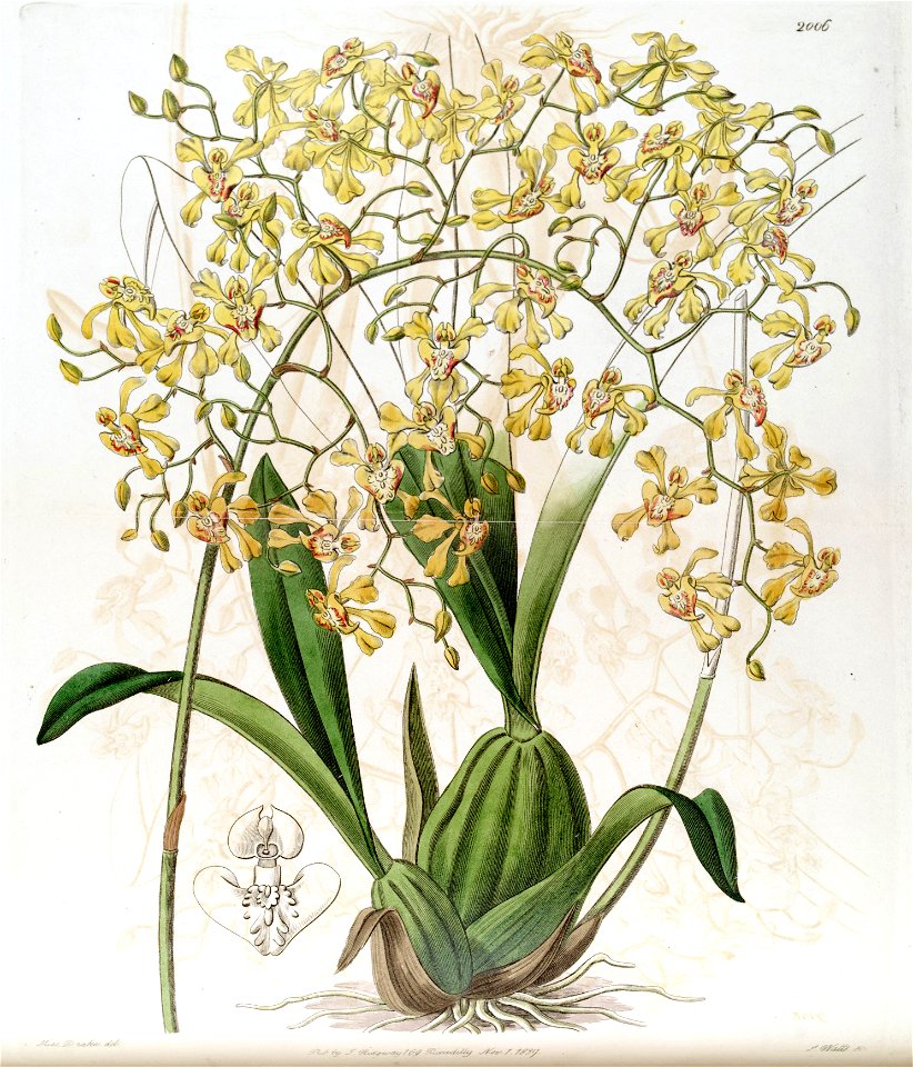 Oncidium deltoideum - Edwards vol 23 pl 2006 (1837)