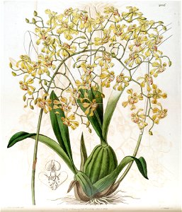 Oncidium deltoideum - Edwards vol 23 pl 2006 (1837). Free illustration for personal and commercial use.