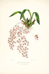 Oncidium ornithorhynchum-Bateman Orch. Mex. Guat. pl. 4 (1837)