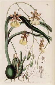 Oncidium graminifolium (as Cyrtochilum filipes) - Edwards vol 27 (NS 4) pl 59 (1841)