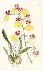 Oncidium spilopterum - Edwards vol 31 (NS 8) pl 40 (1845). Free illustration for personal and commercial use.