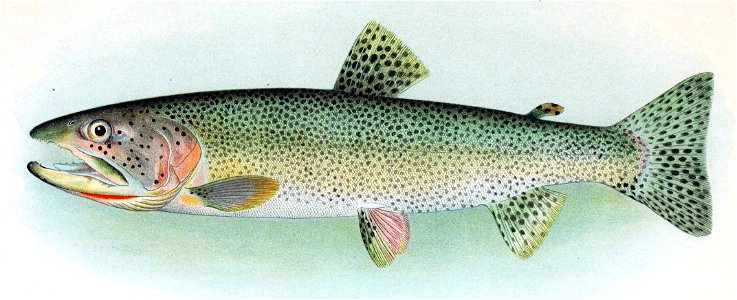 Oncorhynchus clarkii