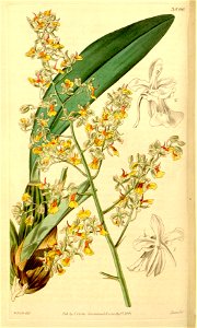 Oncidium longicornu (as Oncidium monoceras) - Curtis' 68 (N.S. 15) pl. 3890 (1842). Free illustration for personal and commercial use.