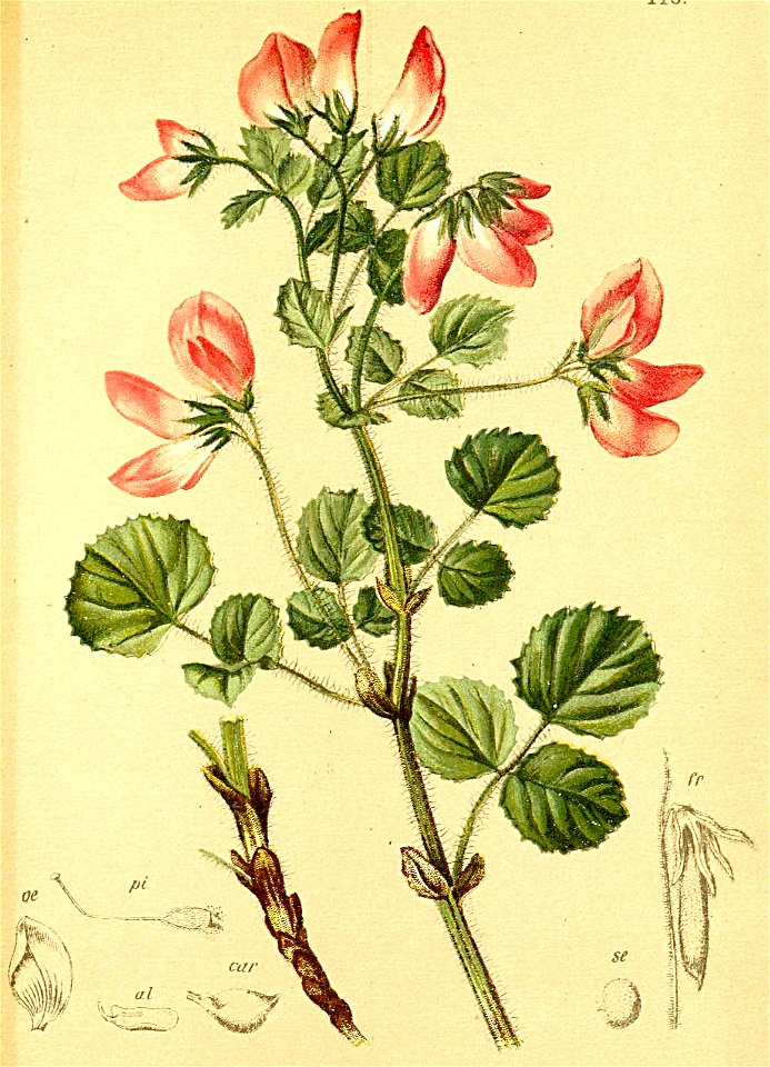 Ononis rotundifolia Atlas Alpenflora