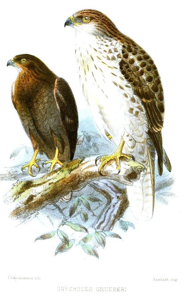 OnychotesGrueberiKeulemans
