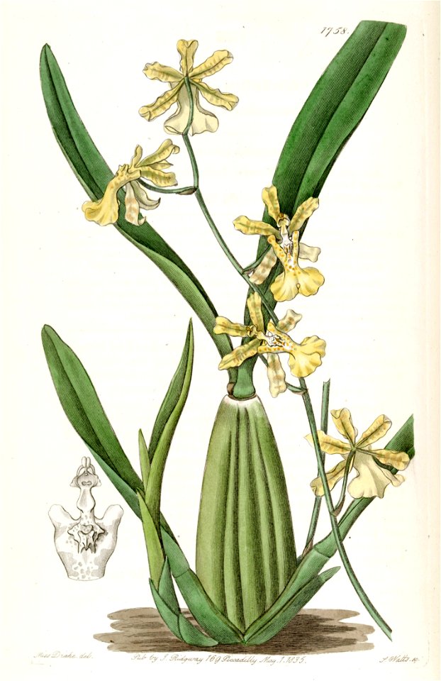 Oncidium citrinum - Edwards vol 21 pl 1758 (1836)