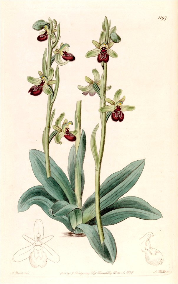 Ophrys sphegodes (as Ophrys aranifera) - Bot. Reg. 14 pl. 1197 (1828)
