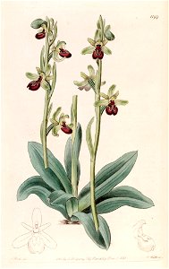Ophrys sphegodes (as Ophrys aranifera) - Bot. Reg. 14 pl. 1197 (1828). Free illustration for personal and commercial use.