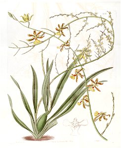 Oncidium altissimum (Jacq.) Sw. - Edwards v. 19 (1833) pl 1651. Free illustration for personal and commercial use.
