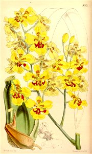 Oncidium excavatum. Free illustration for personal and commercial use.