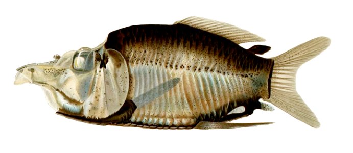 Opisthoproctus grimaldii