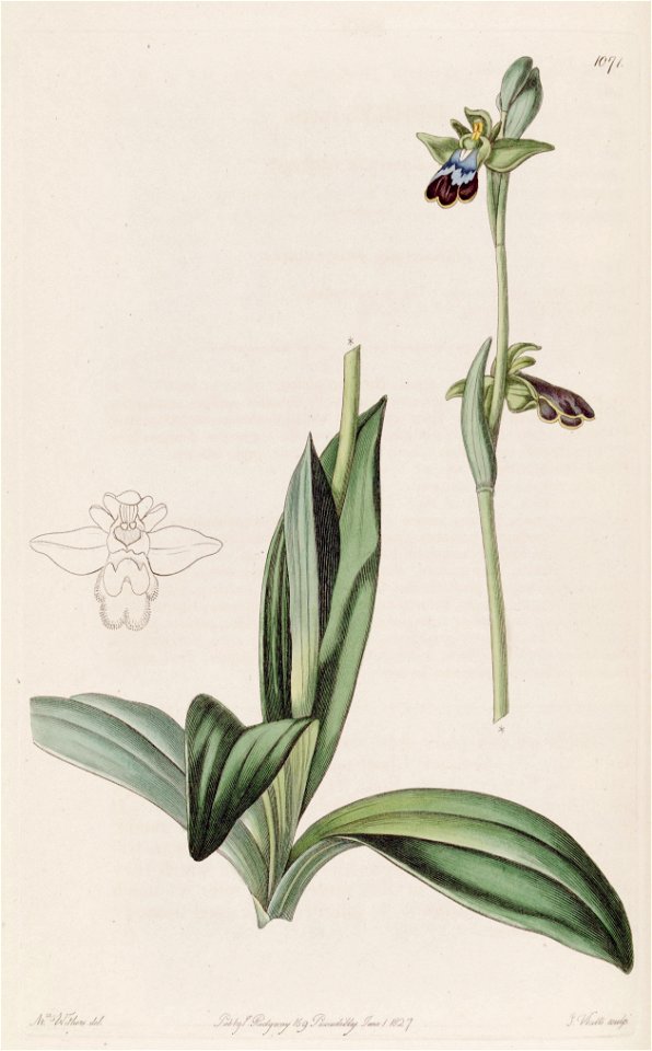 Ophrys fusca - Bot. Reg. 13 pl. 1071 (1827)