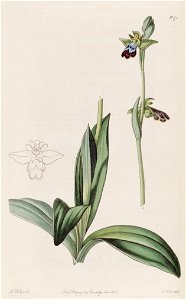 Ophrys fusca - Bot. Reg. 13 pl. 1071 (1827). Free illustration for personal and commercial use.