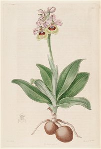 Ophrys tenthredinifera - The Bot. Reg. 3 pl. 205 (1817)
