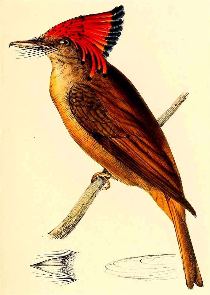 Onychorhynchus coronatus coronatus 1841