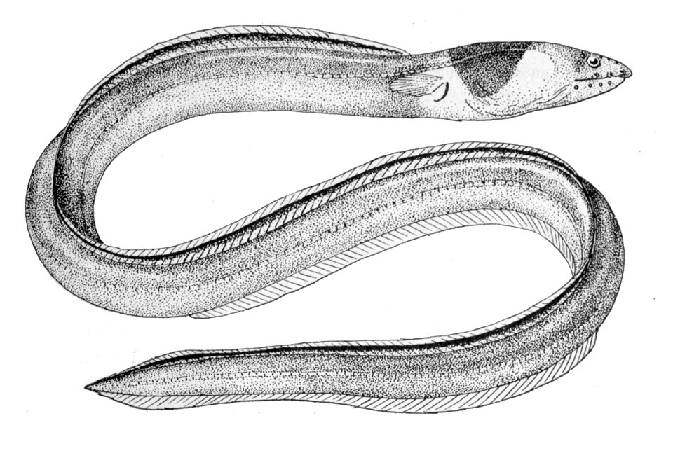 Ophichthus cephalozona1
