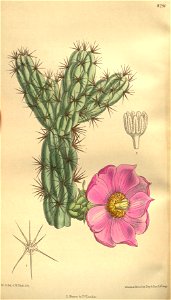 Opuntia imbricata 135-8290