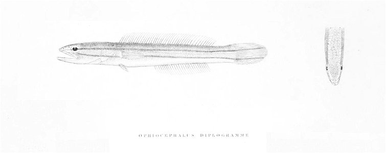 OphiocephalusDiplogrammeDay. Free illustration for personal and commercial use.