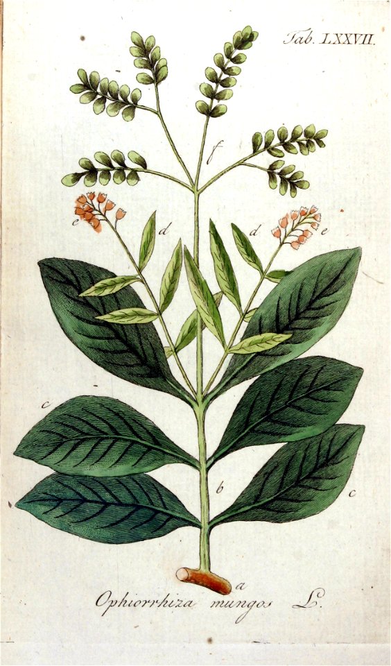 Ophiorrhiza mungos Ypey77-original