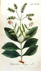 Ophiorrhiza mungos Ypey77-original