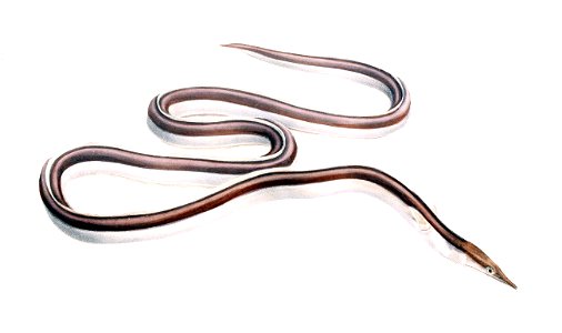 Ophisurus serpens1