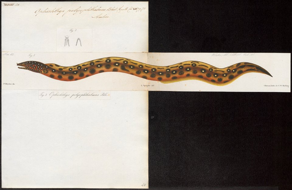 Ophichthys polyophthalmus - 1864 - Print - Iconographia Zoologica - Special Collections University of Amsterdam - UBA01 IZ15200077